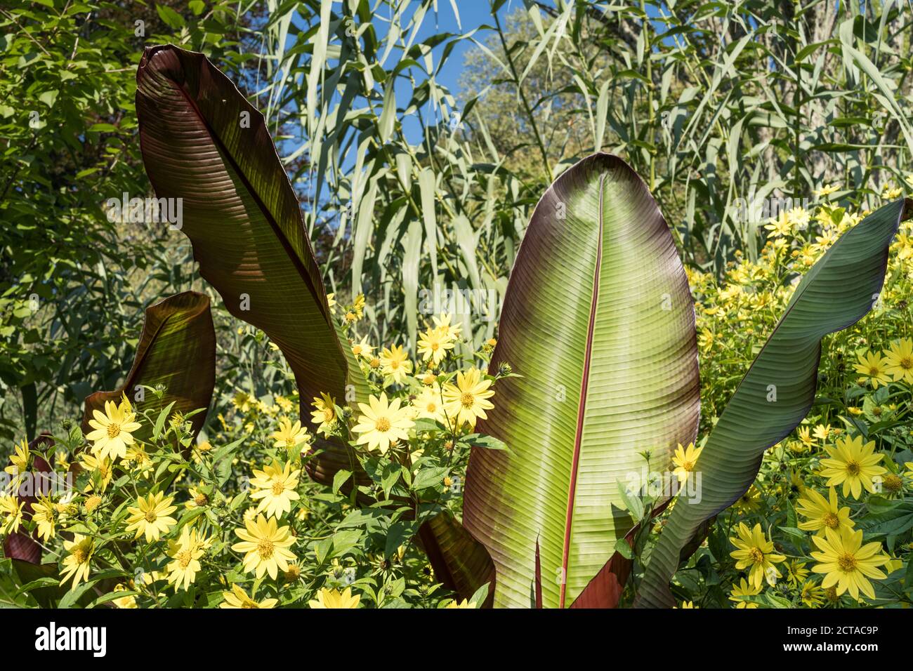 Äthiopische Banane und Rudbeckia an der Grenze zu Sir Harold Hiller Gardens in der Nähe von Romsey in Hampshire Stockfoto