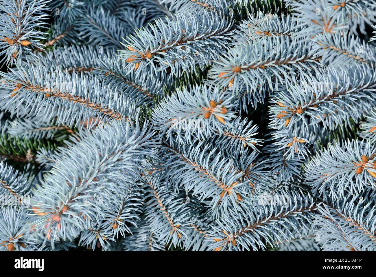 Natürliche strukturierte botanischen Hintergrund mit Zweigen der blauen Fichte. Wunderschöne weihnachtliche Kulisse - blaue Tannenzweige aus nächster Nähe. Schönheit der Natur Konz Stockfoto
