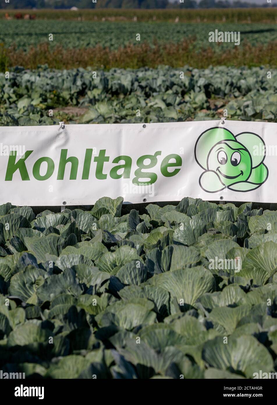 22. September 2020, Schleswig-Holstein, Dithmarschen (kreis): Ein Transparent mit der Aufschrift "Kohltage" ist in einem Kohlfeld platziert. Dithmarschen, Europas größtes geschlossenes Kohlanbaugebiet, feiert mit den Dithmarscher Kohltagen eine Woche lang Kohl. Die Tage werden mit dem traditionellen Kohlschnitt durch den Landrat und Landwirtschaftsminister eröffnet. Foto: Markus Scholz/dpa Stockfoto