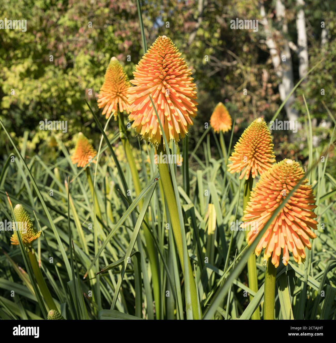 Red Hot Poker kniphofia-Ausstellung in den Sir Harold Hiller Gardens In der Nähe von Romsey in Hampshire Stockfoto