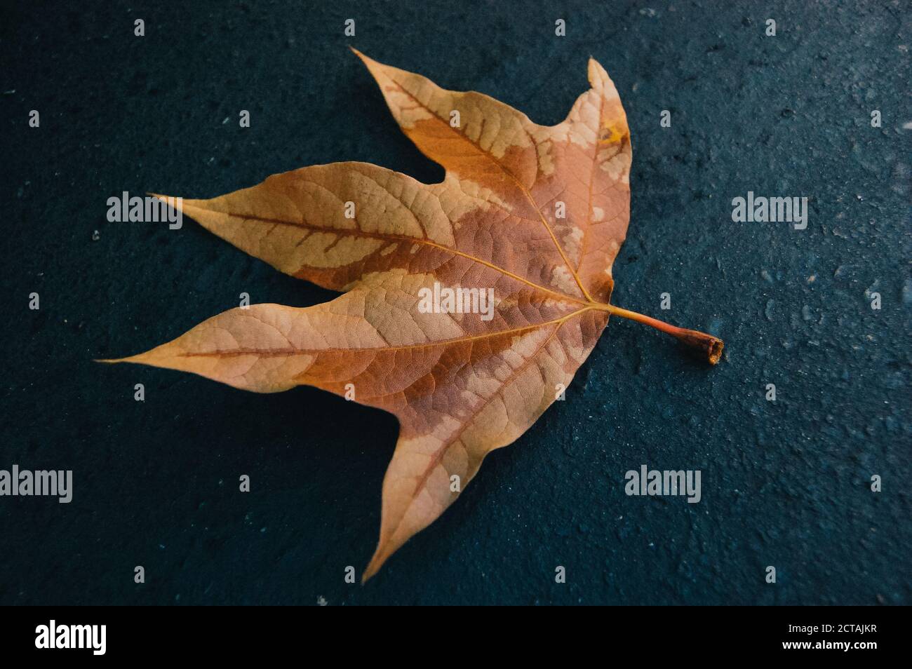 Ein gelbes Ahornblatt im Herbst Stockfoto