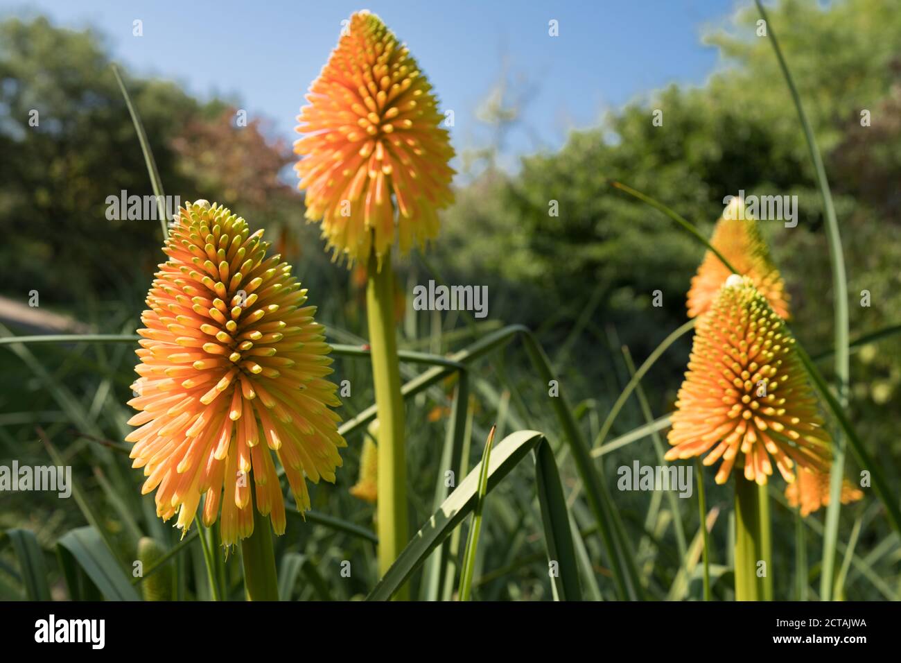 Red Hot Poker kniphofia-Ausstellung in den Sir Harold Hiller Gardens In der Nähe von Romsey in Hampshire Stockfoto