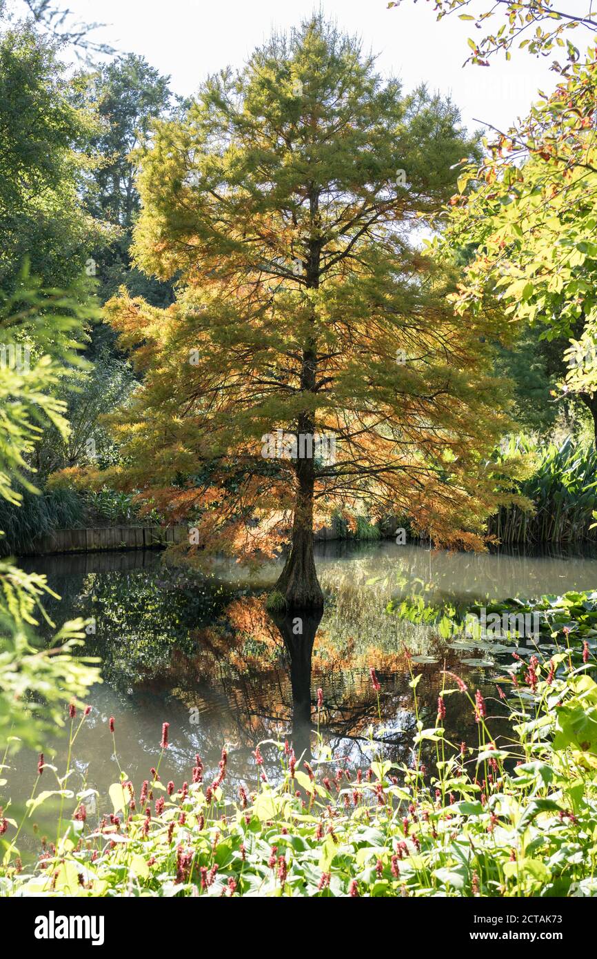 Ein acer, der im Teich bei Sir Harold orange wird Hiller Gardens in der Nähe von Romsey in Hampshire Stockfoto