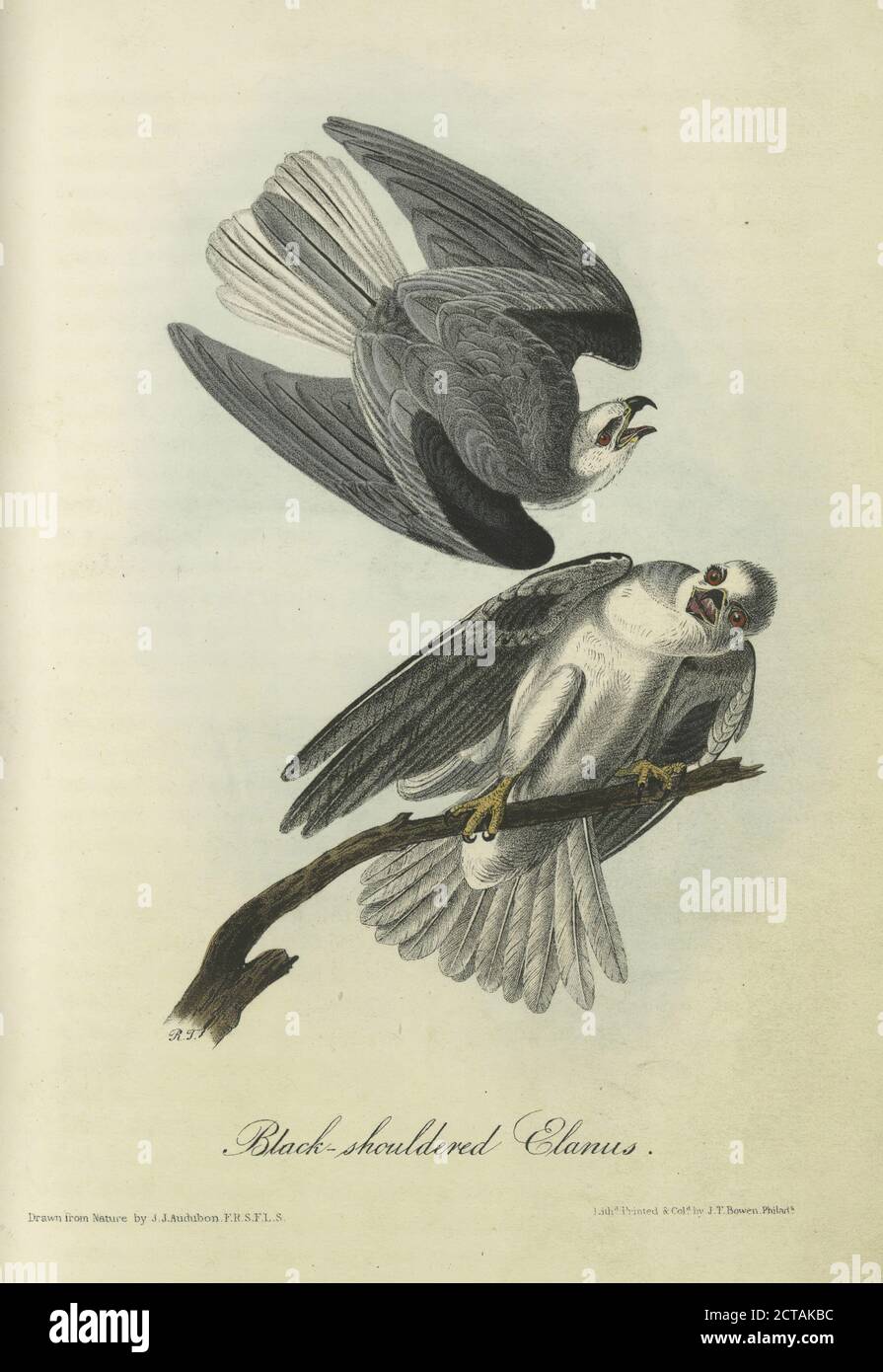 Schwarz-schulterte Elanus, Standbild, Drucke, 1840, Audubon, John James, 1785-1851 Stockfoto