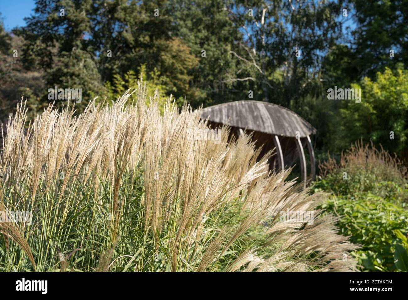 Goldenes Gras auf dem Weg in den Sir Harold Hiller Gardens In der Nähe von Romsey in Hampshire Stockfoto