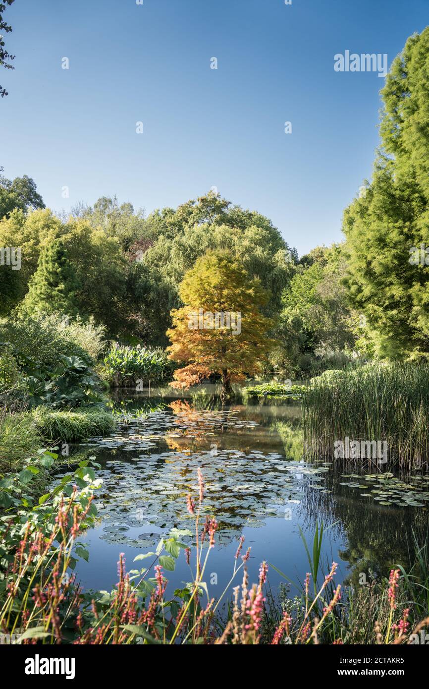 Acer über dem Lilly Teich bei Sir Harold Hiller Gardens In der Nähe von Romsey in Hampshire Stockfoto