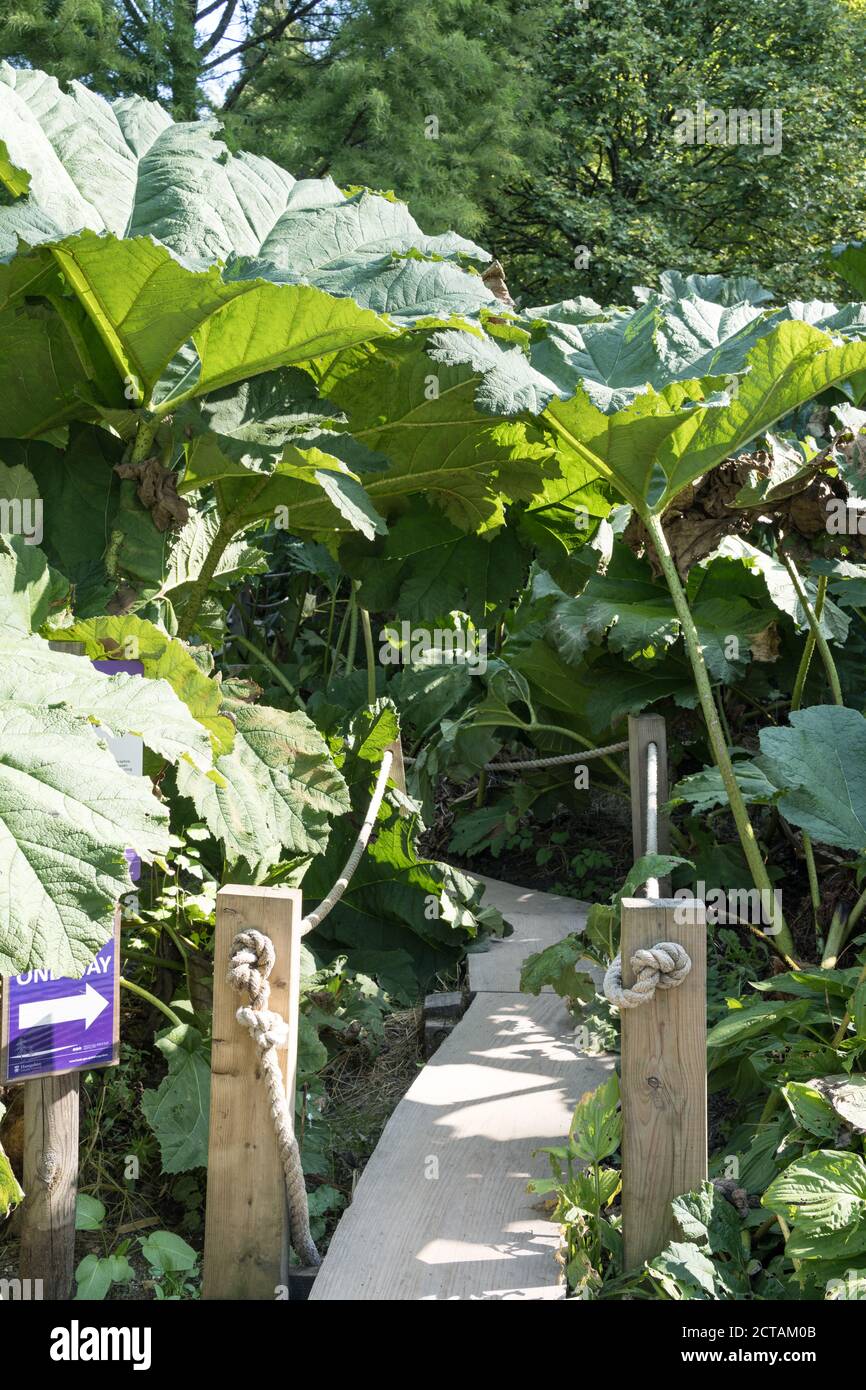 Der Gunnera-Spaziergang in den Sir Harold Hiller Gardens bei Romsey In Hampshire Stockfoto