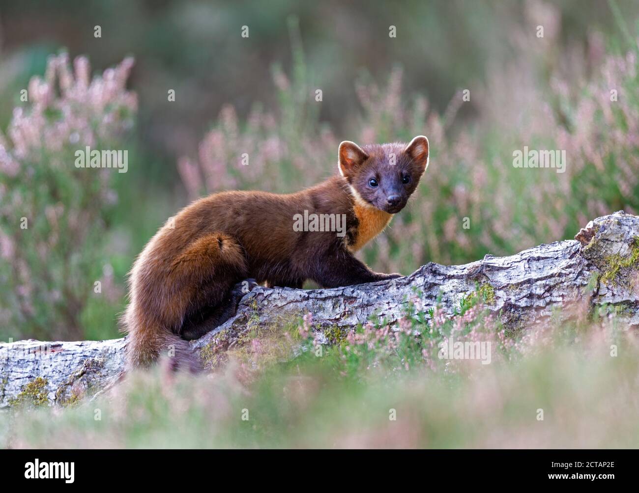 Pine Marten (Martes Martes) Kit in Tageslicht, Black Isle Stockfoto