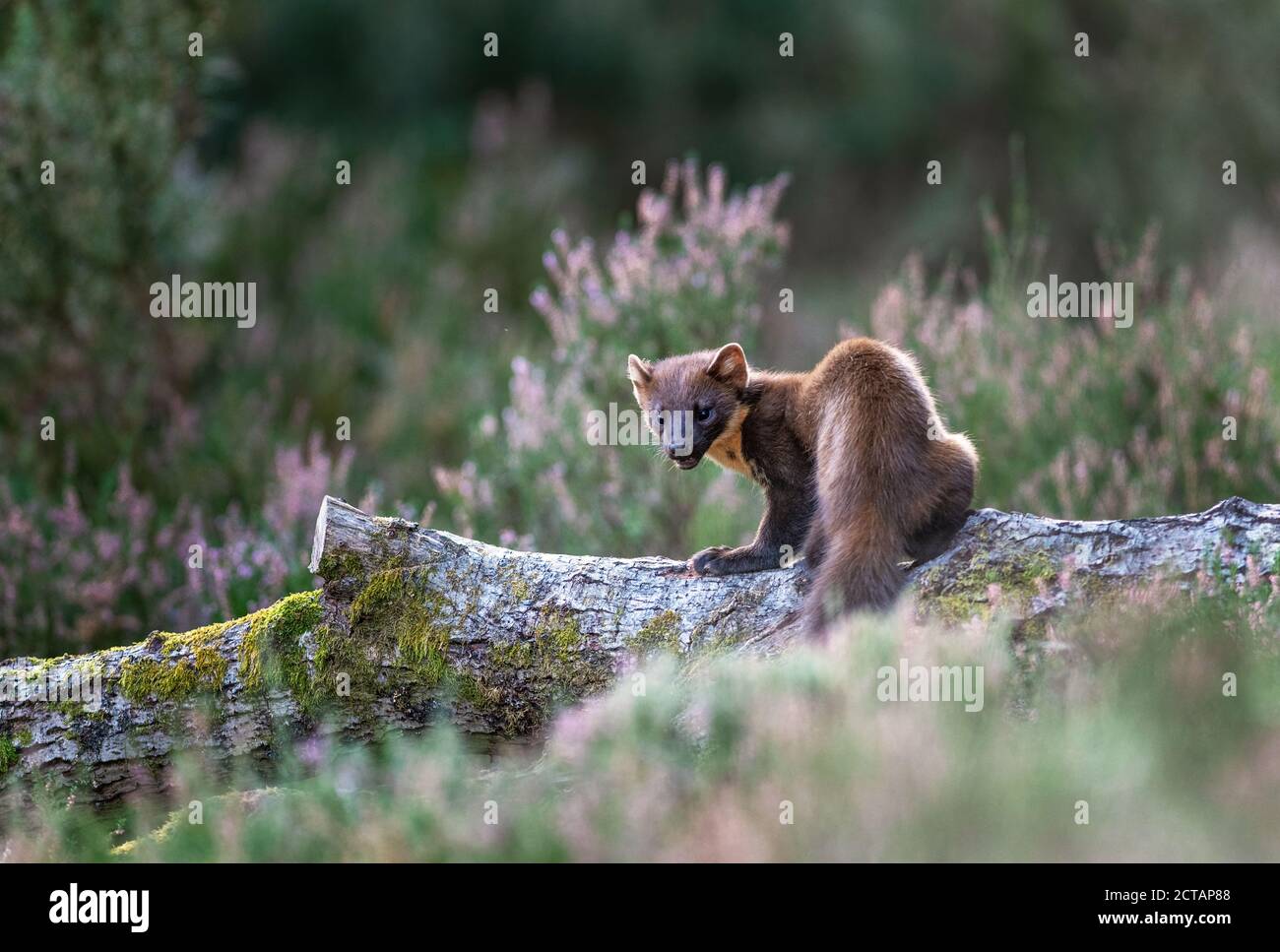 Pine Marten (Martes Martes) Kit in Tageslicht, Black Isle Stockfoto