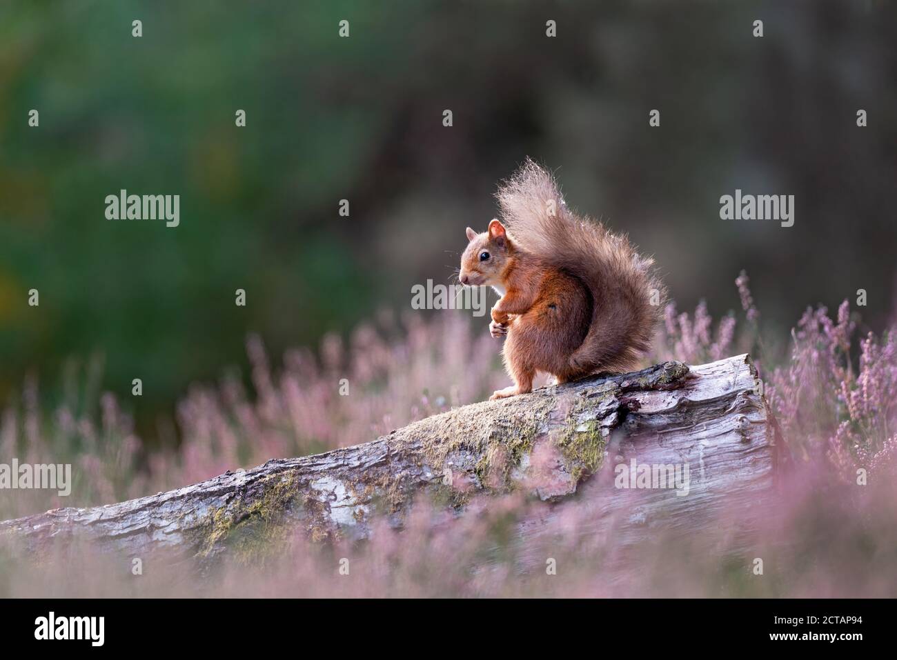 Rothörnchen (Sciurus vulgaris) in Heidekraut Stockfoto
