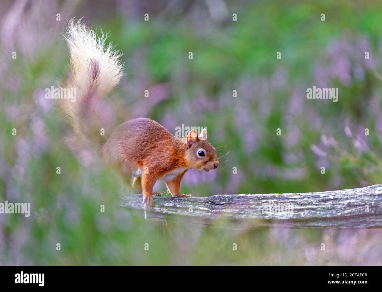 Rothörnchen (Sciurus vulgaris) in Heidekraut Stockfoto