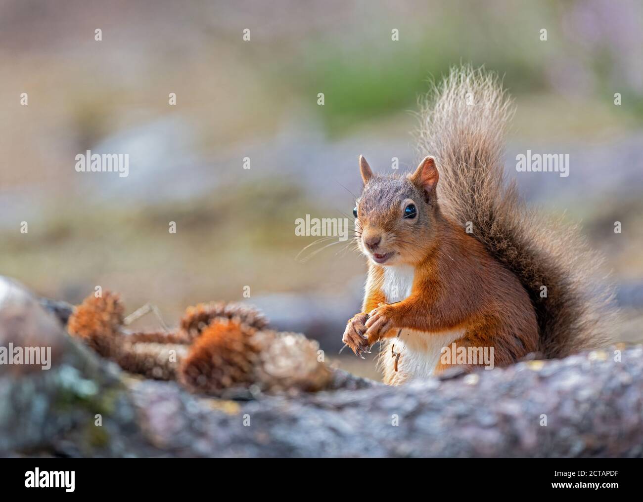 Rothörnchen (Sciurus vulgaris) in Heidekraut Stockfoto