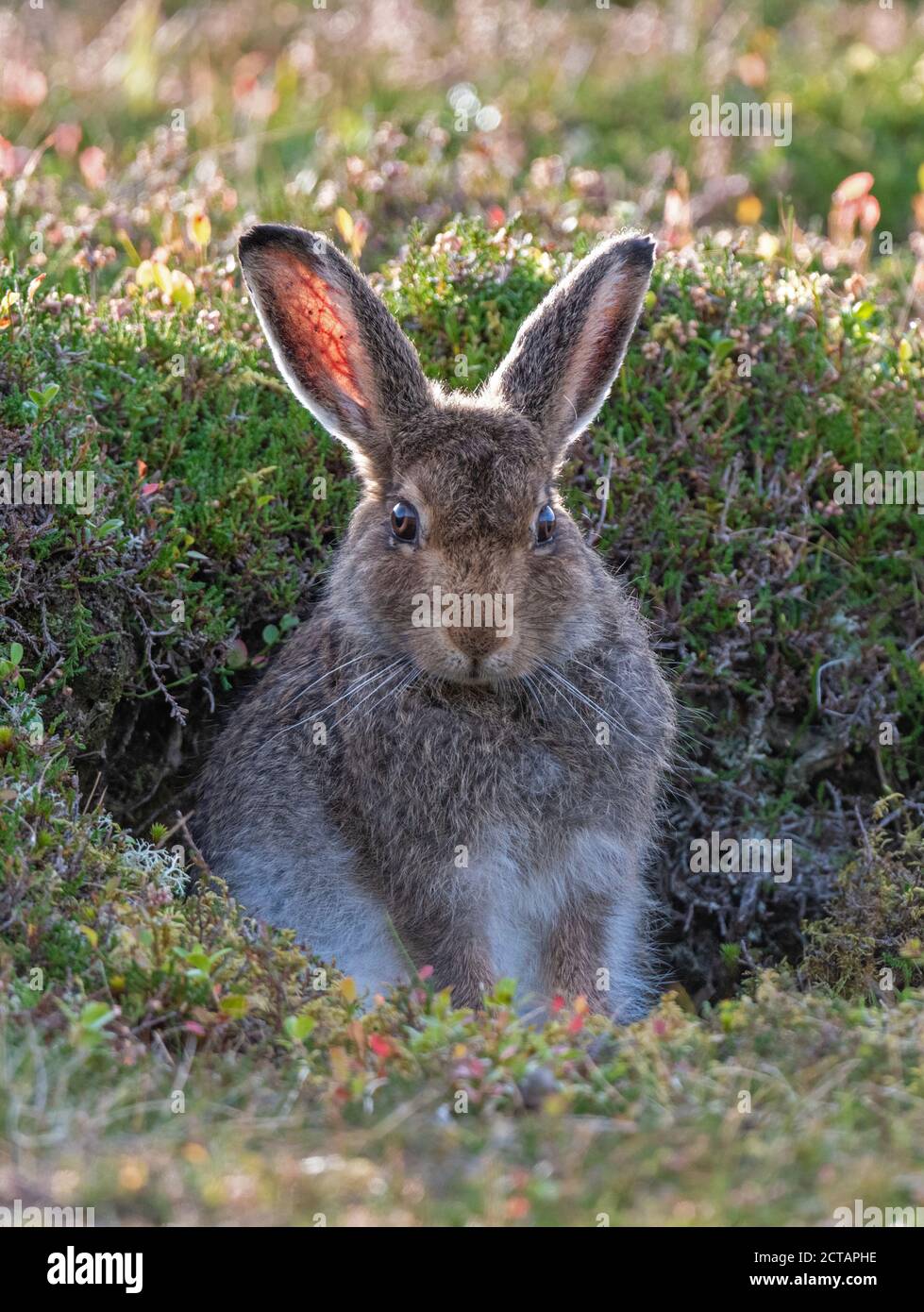 Berghare (lepus timidus), die in Heidekraut sitzt Stockfoto