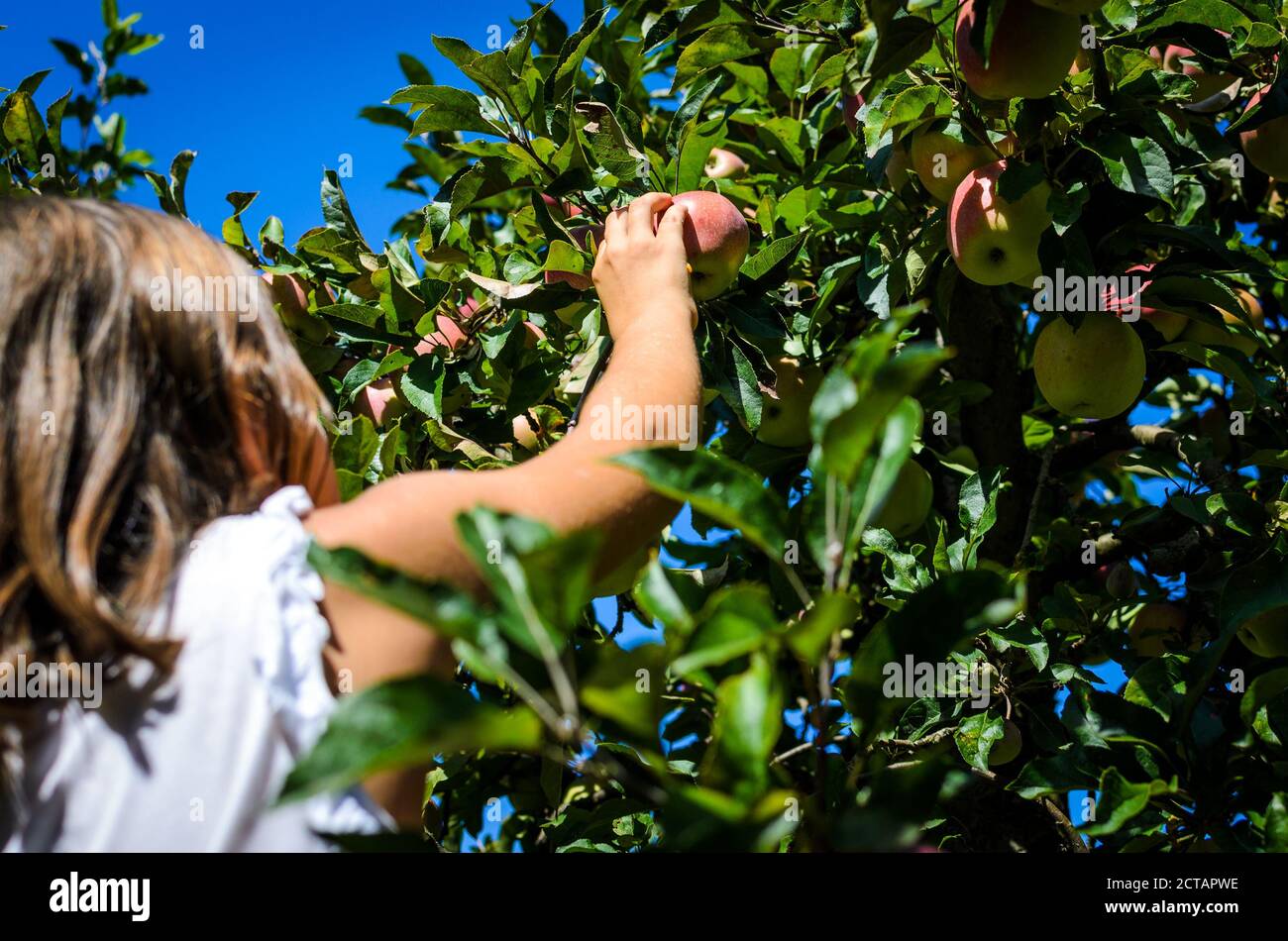 Kinder pflücken leckeren roten Apfel vom Baum im Sommer. Das kleine Mädchen erntet reife Bio-Früchte von einem Baum im Obstgarten. Konzept der gesunden EA Stockfoto