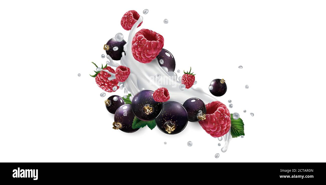 Schwarze Johannisbeeren und Himbeeren in Milchspritzern oder Joghurt. Stock Vektor