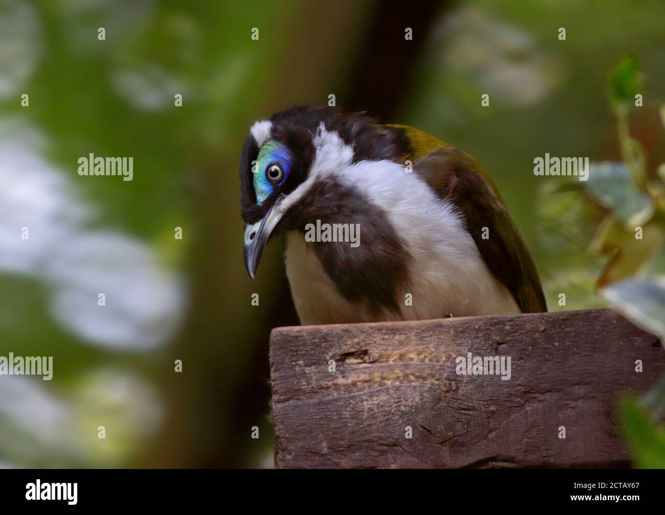 Blaue konfrontiert-Honigfresser (Entomyzon Cyanotis) Stockfoto