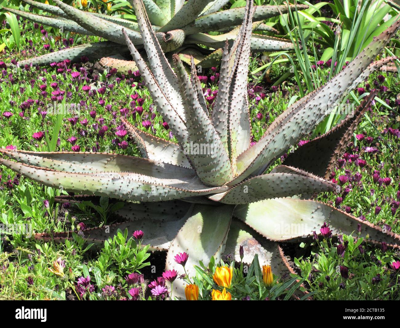 BergAloe (Aloe mellothii) Eine sukkulente südafrikanische Pflanze in der Medizin für den Magen verwendet Upsets und von Zulus für Fadenwurm-Infektion Stock Foto im Stockfoto