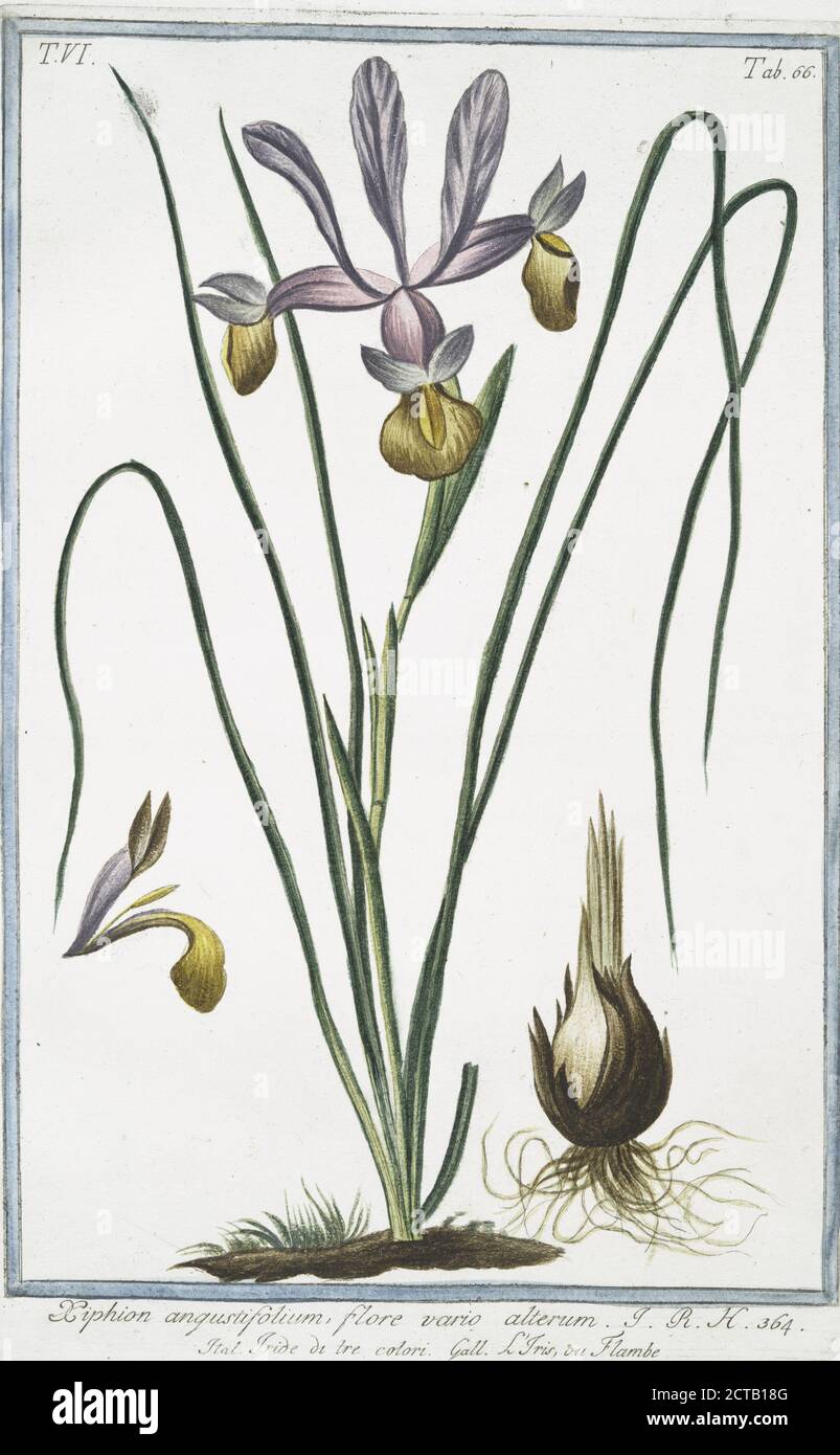 Xiphion angustifolium, flore vario alterum = tRide di tre colori = L'Iris, ou Flambe. Iris, still image, 1772 - 1793, Bonelli, Giorgio (B. 1724), Martelli, Niccoló (1735-1829 Stockfoto