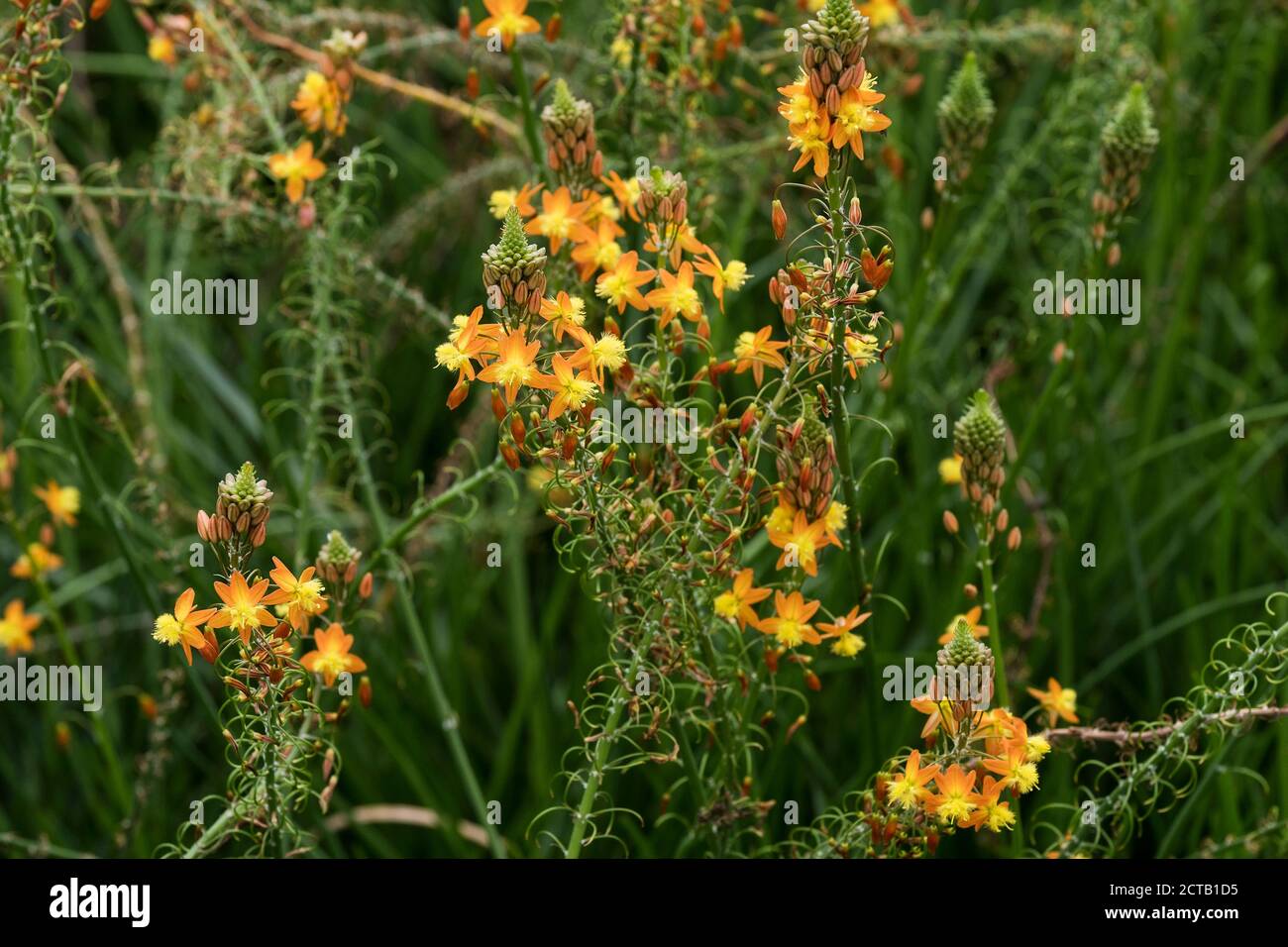 Brennen Sie Gelee Pflanze Bulbine frutescens. Stockfoto