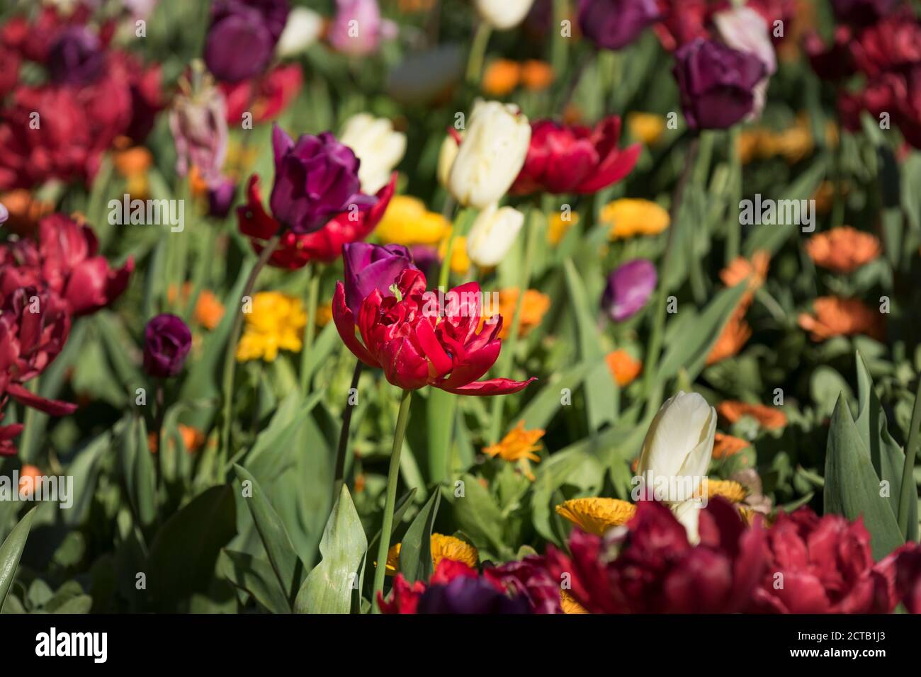 Ein Blumenbeet mit bunten Tulpen. Tulipa. Stockfoto