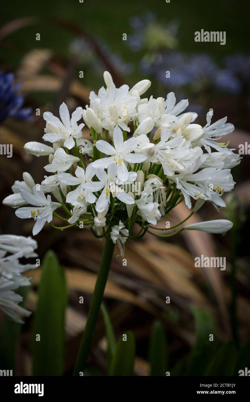 Eine einzelne weiße Agapanthus Blume. Stockfoto