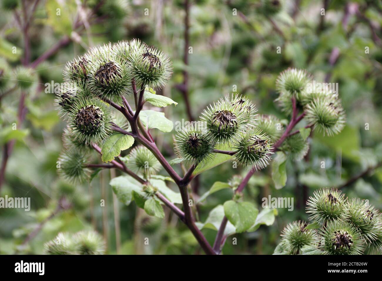 Blütenköpfe der Klette, Arctium lappa Stockfoto