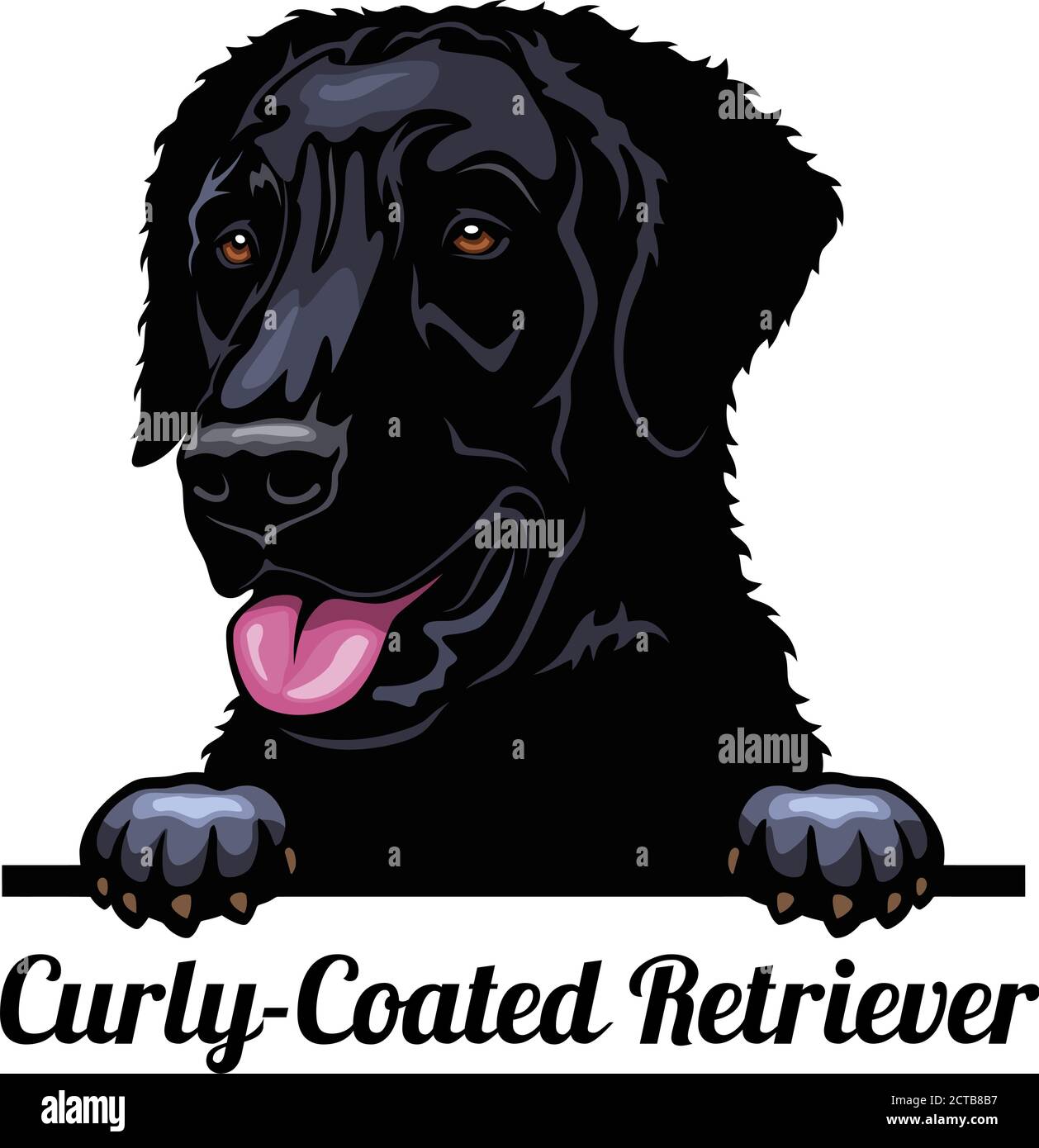 Peeking Hund - Curly-Coated Retriever - Hunderasse. Farbbild eines Hundekopfes isoliert auf weißem Hintergrund Stock Vektor