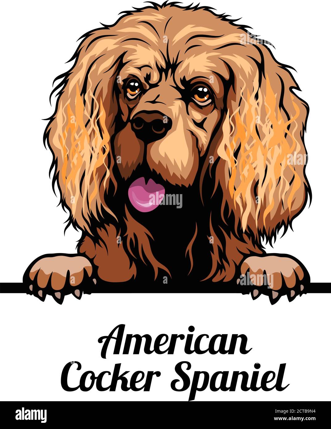 Peeking Hund - American Cocker Spaniel - Hunderasse. Farbbild eines Hundekopfes isoliert auf weißem Hintergrund Stock Vektor