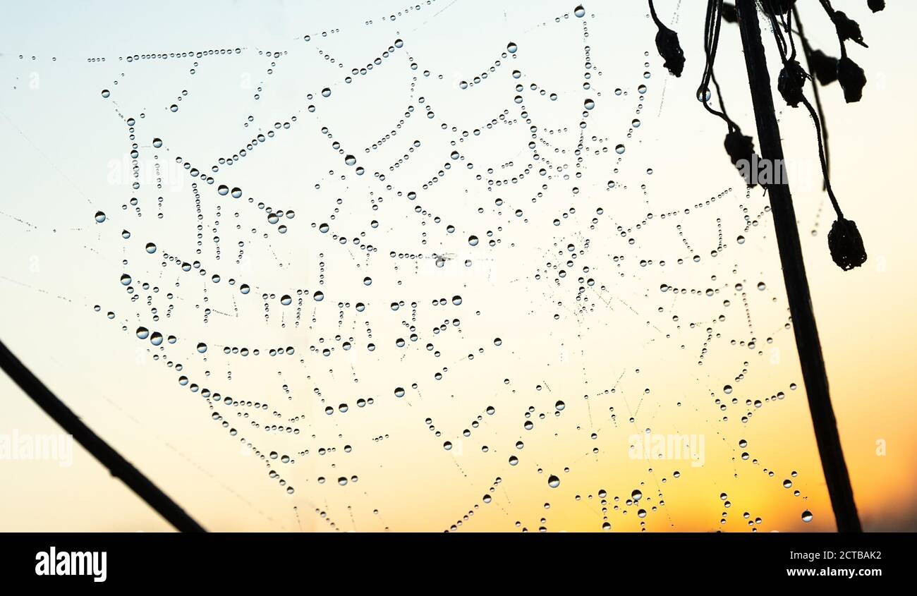 Tautropfen gefroren auf dem Netz. Sonnenaufgang. Schöner Hintergrund Stockfoto