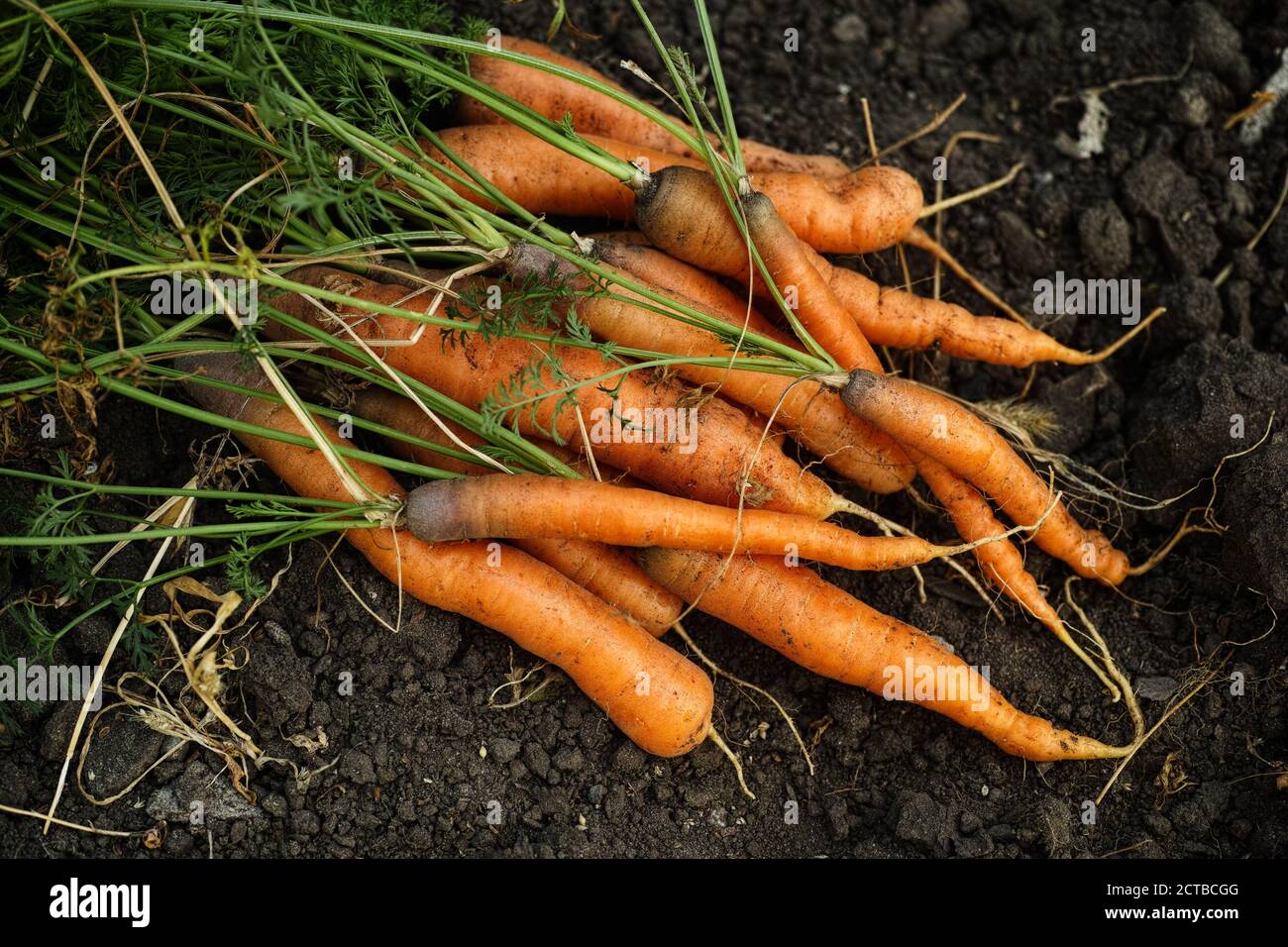 Frisch geerntete Karotten auf dem Boden. Low-Taste. Stockfoto