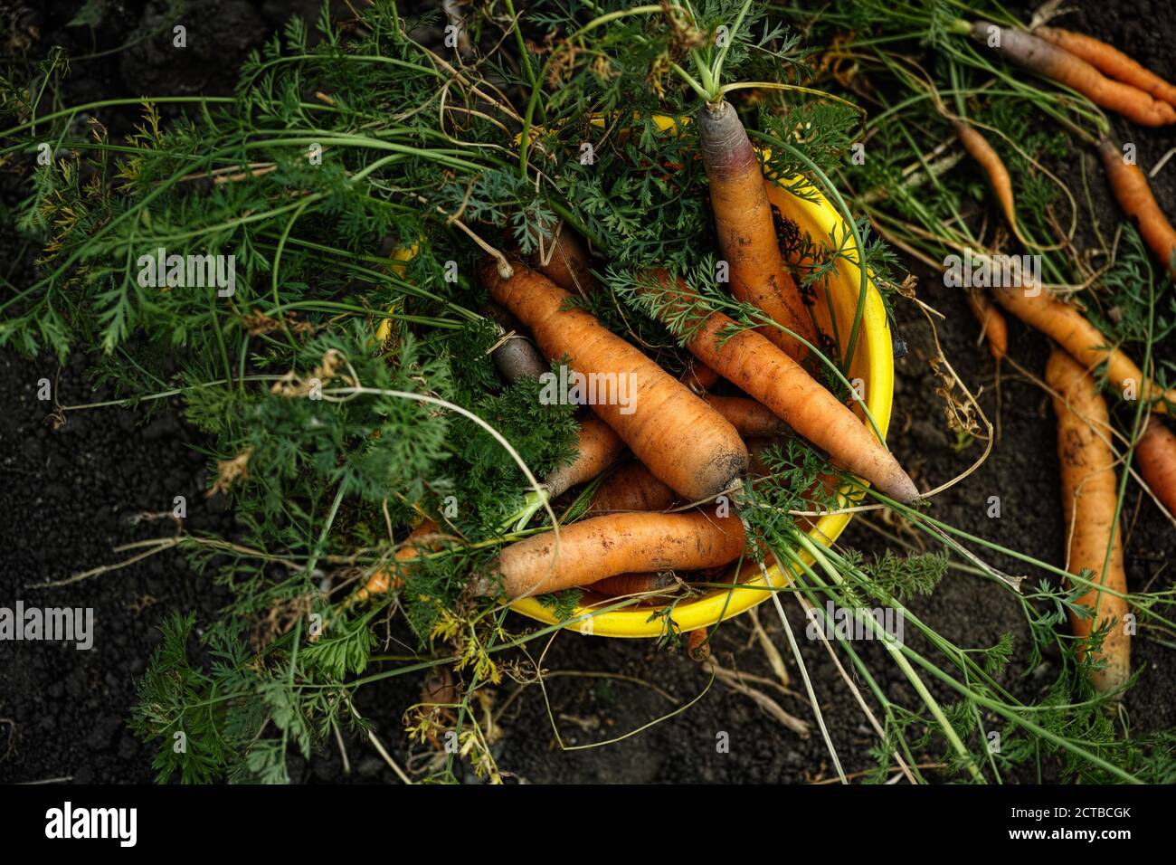 Frisch geerntete Karotten in einem gelben Eimer. Low-Taste. Stockfoto