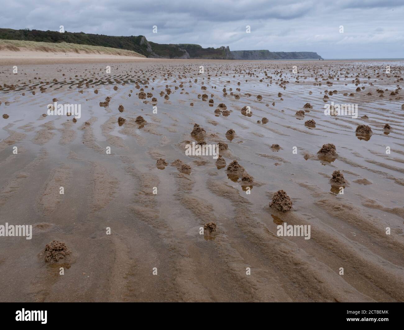 Bei Ebbe werden am Strand Lugwurm oder Sandwurm gegußt Auf Whiteford Sands bei Rhossili auf der Gower Penisula Wales VEREINIGTES KÖNIGREICH Stockfoto