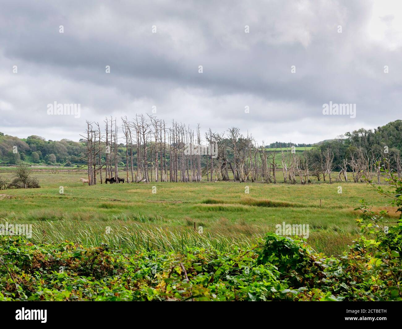 Bäume in der Landschaft bei LLanmadoc im Whiteford National Nature Reserve Gower Peninsula Wales Großbritannien Stockfoto