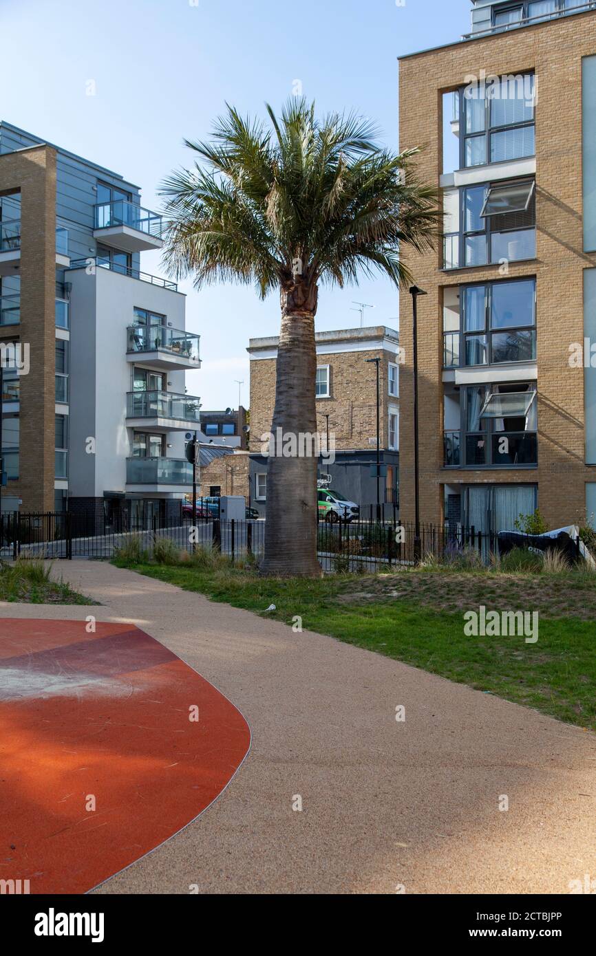 Einhundert Jahre alte chilenische Weinpalme (Jubaea chilensis), Packington Square, Islington, London Stockfoto