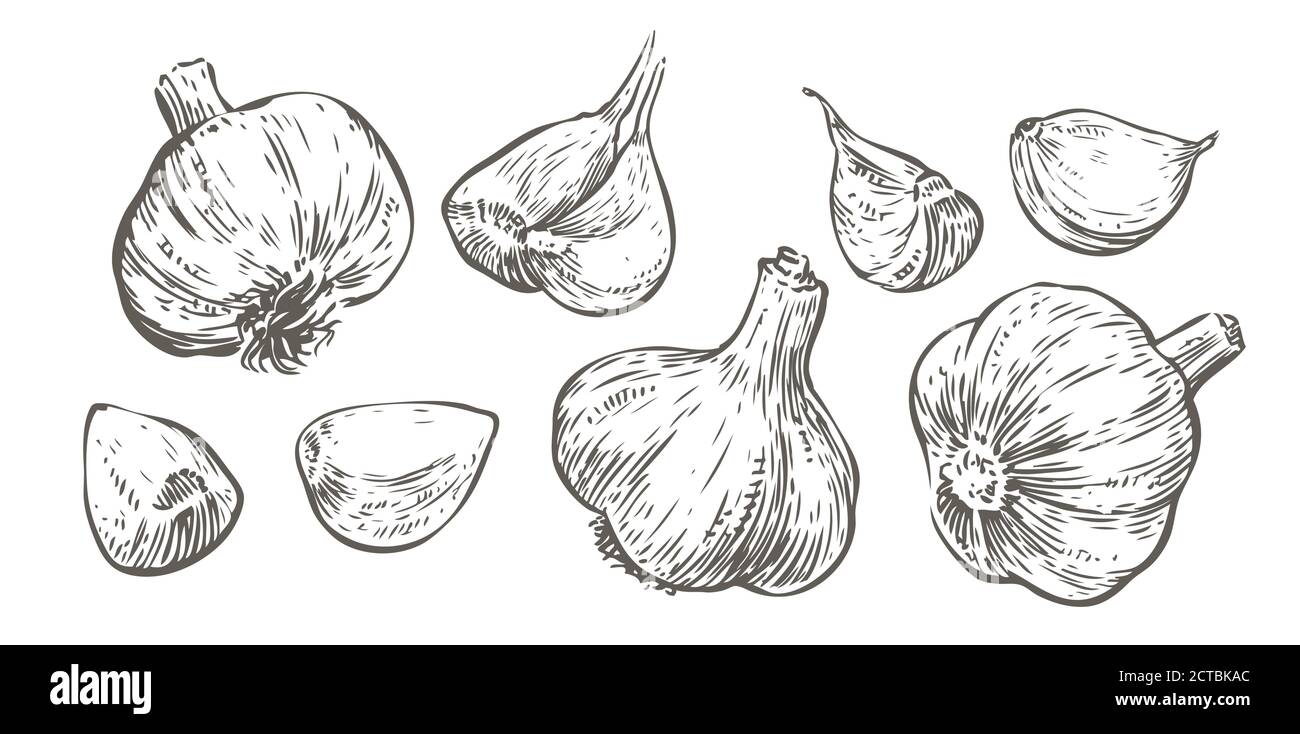 Vektor handgezeichnete Illustration Set von Knoblauch. Lebensmittelskizze Stock Vektor