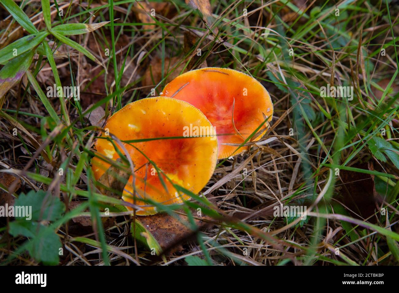 Rote Fliege agaric hell schön im Herbstwald Stockfoto