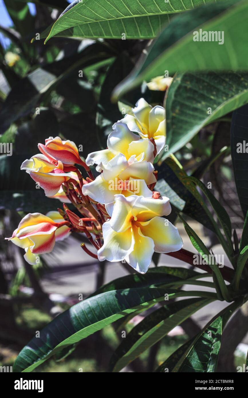 Weiße Blumen Plumeria wächst auf tropischen Baumzweig. Duftende Frangipani blühende Pflanze im Sommergarten Stockfoto
