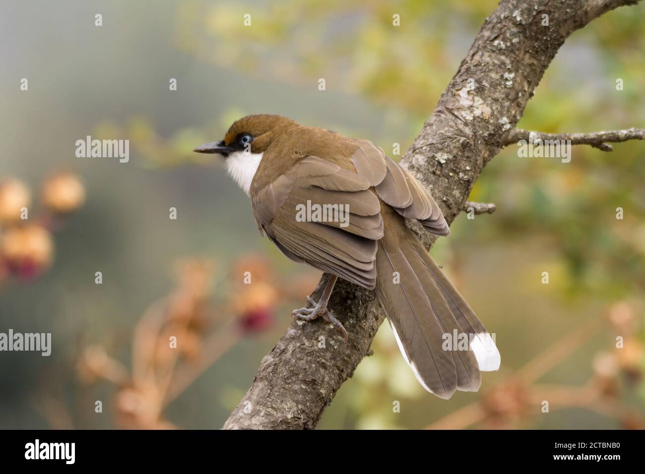 Eine schöne weißkehlige Lauschdrossel (Garrulax albogularis), die auf einem Baumzweig bei Pangot in Uttarakhand, Indien, thront. Stockfoto