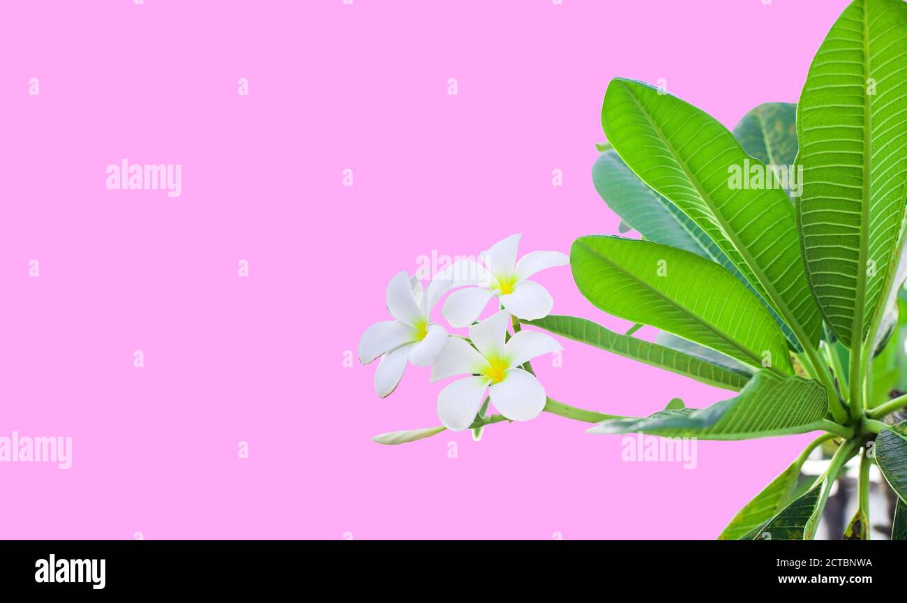 Weiße Blüten Plumeria mit grünen Blättern am Zweig. Duftende Frangipani blühende Pflanze isoliert auf rosa Hintergrund mit Kopieplatz Stockfoto