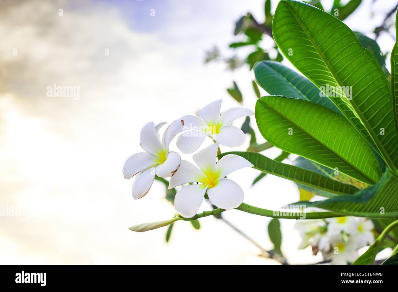 Weiße Blüten Plumeria mit grünen Blättern, die auf einem Ast wachsen. Duftende Frangipani blühende Pflanze bei Sonnenuntergang Stockfoto