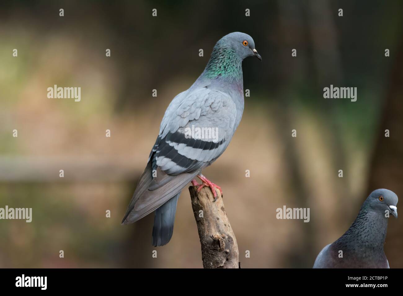 Nahaufnahme eines Paares von Steintauben (Columba livia), mit einer deutlich im Rahmen und auf einem Barsch, bei Sattal in Uttarakhand, Indien. Stockfoto