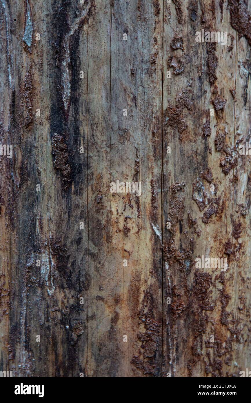 Hintergrund mit Holzstruktur. Rinde ist die äußerste Schicht von Stängeln und Wurzeln von Gehölzen. Stockfoto