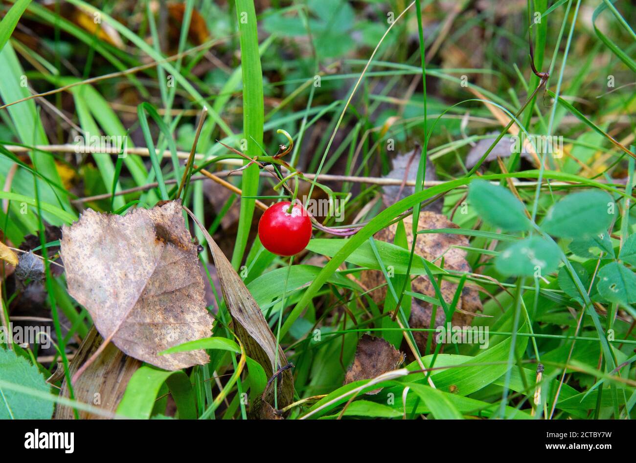 Makro von Maiglöckchen Convallaria majalis Baum rote Beeren auf einem Zweig mit Wassertropfen nach Regen über grünem Waldhintergrund Stockfoto