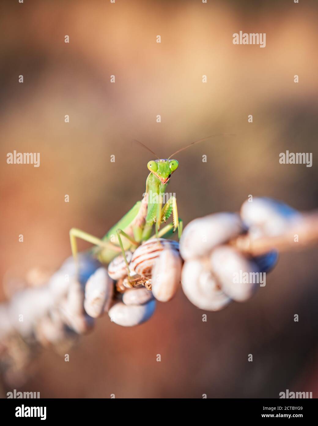 Europäische Mantis religiosa oder betende Mantis auf Zweig Nahaufnahme. Makroaufnahme. Insektenfotografie Stockfoto