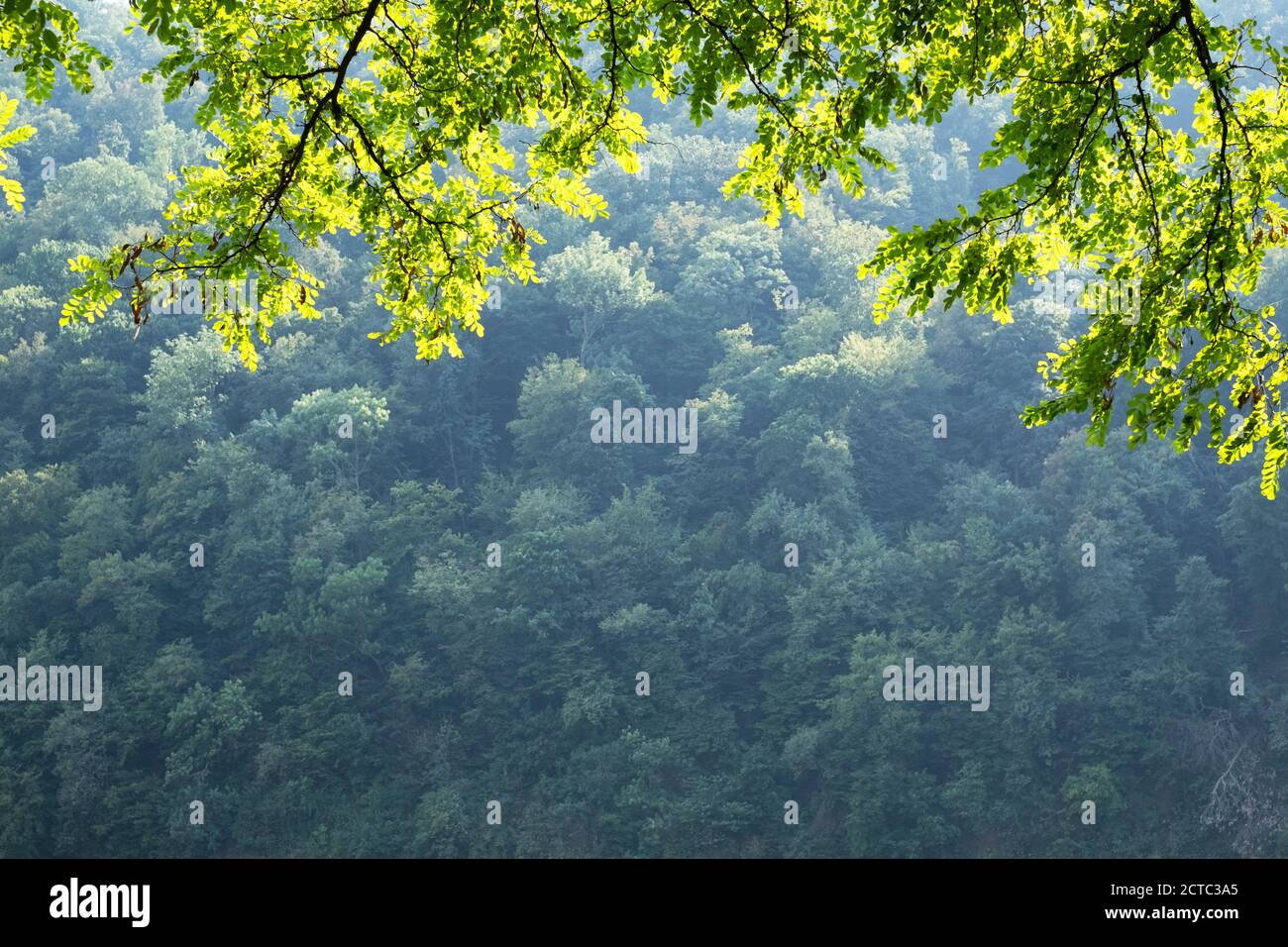 Nahaufnahme Naturansicht von grünen Akazienblättern auf Frühlingszweigen auf verschwommenem Hintergrund im Wald. Copyspace machen Verwendung als natürliche grüne Pflanzen und Ökologie Hintergrund Stockfoto
