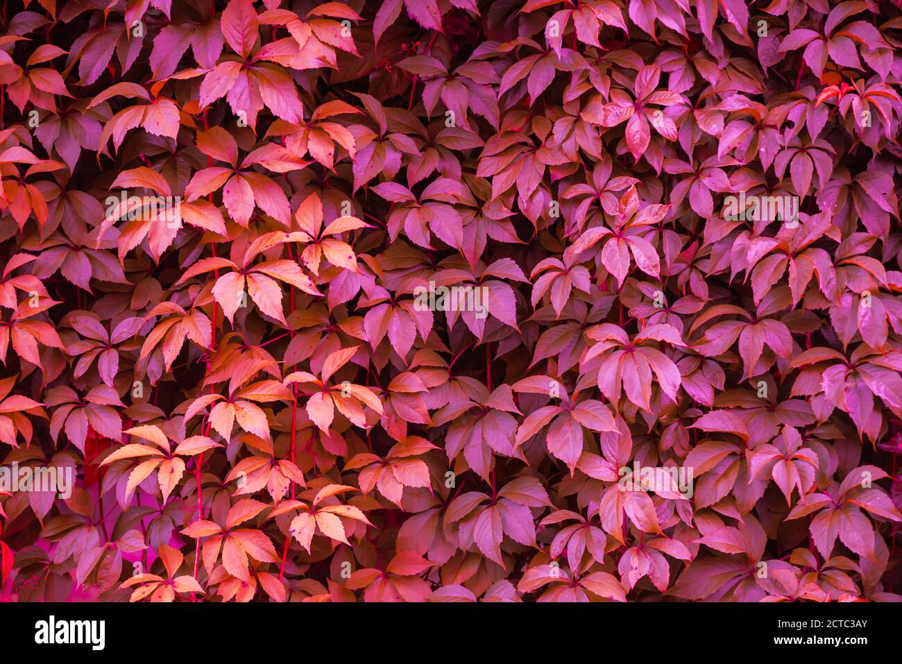 Textur von Efeu Blätter in rosa Farbe getönt. Gartenarbeit Hintergrund Stockfoto