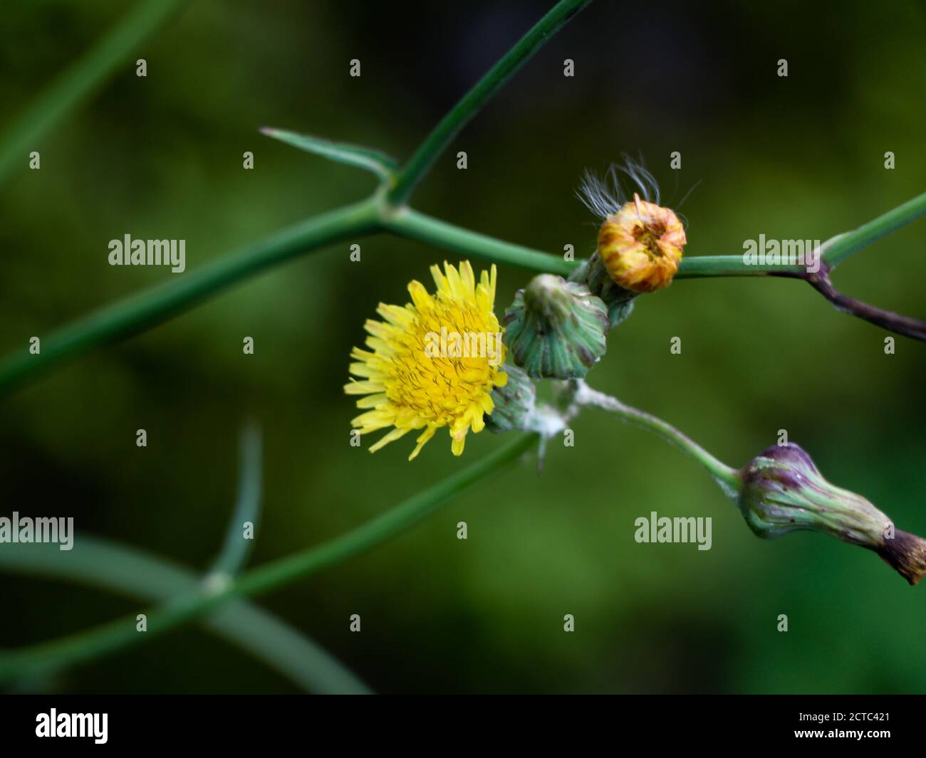 Sonchus asper, Rohmilchdistel oder stachelige Sow Distelblume aus der Löwenzahnfamilie, selektiver Fokus Stockfoto