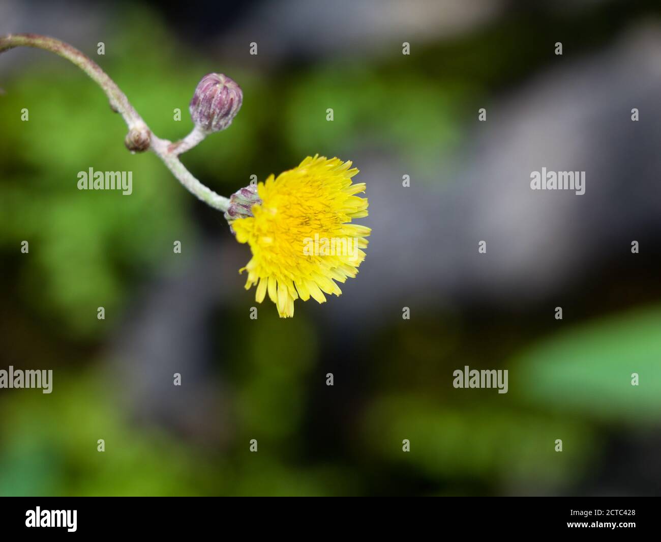 Sonchus asper, Rohmilchdistel oder stachelige Sow Distelblume aus der Löwenzahnfamilie, selektiver Fokus Stockfoto