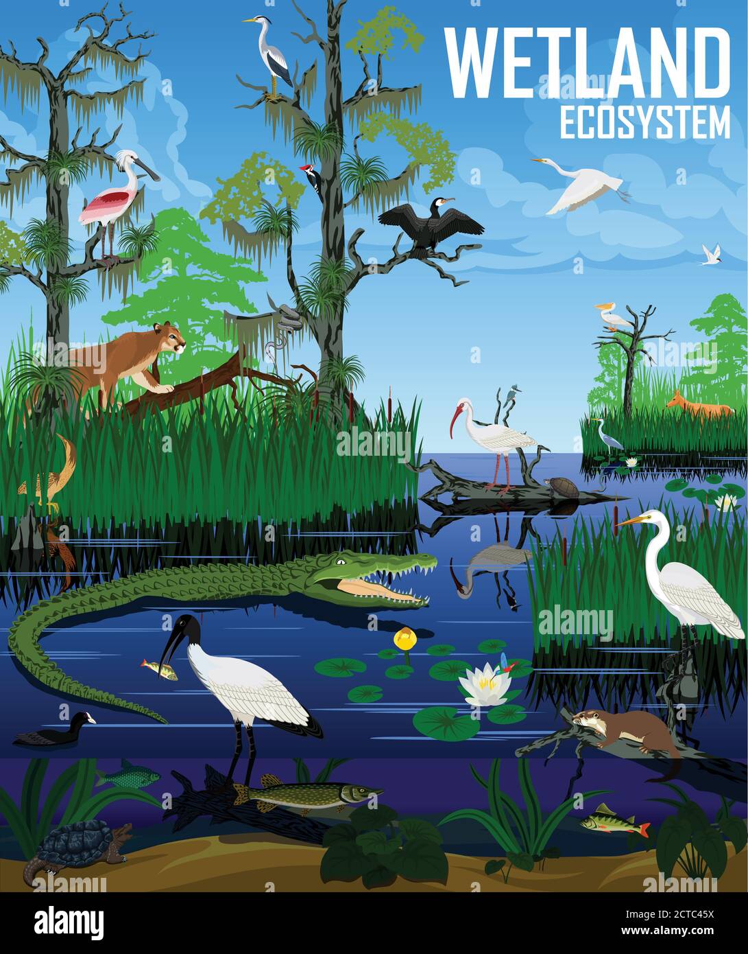 Vektor Feuchtgebiet Ökosystem Illustration. Pantanal Florida Everglades Landschaft mit Tieren. Stock Vektor