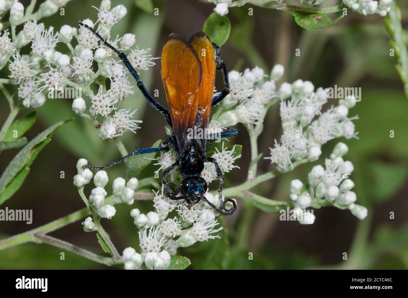 Tarantula Hawk, Pepsis sp., Nahrungssuche auf Latehohling-Vollkrautkraut, Eupatorium serotinum Stockfoto